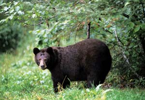 
One distinguishing feature of the black bear is how its body tends to tilt upward, whereas the grizzly bear tends to slope downward.
